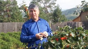 ВЫБИРАЕМ СОРТ ЯБЛОНИ БУРЯТСКОЙ СЕЛЕКЦИИ - "ПЕРВЕНЕЦ БУРЯТИИ"