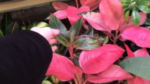 Комнатные Растения в Леруа Мерлен » Обзор Цветочного Магазина