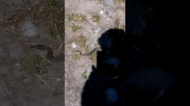 Милая шахматная гадюка смотреть онлайн