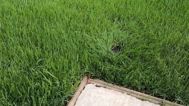 1 Jahr Hunter Rasenbewässerung | Gartenbewässerung - Fazit und Bewertung смотреть онлайн