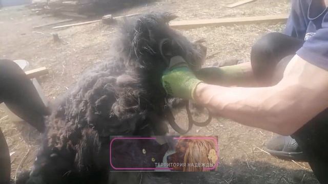 Достаём Бобика из шерстяного колтуна. смотреть онлайн