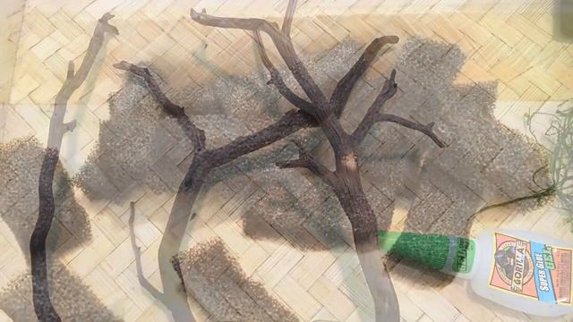 Making Java Moss Trees For Aquarium смотреть онлайн