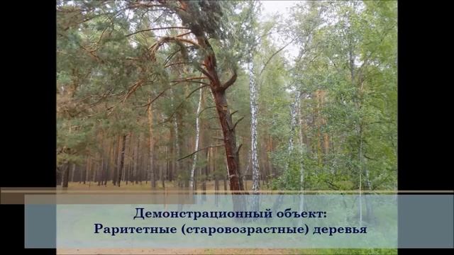 Учебно-экскурсионная программа «Вверх по бобровой реке» смотреть онлайн