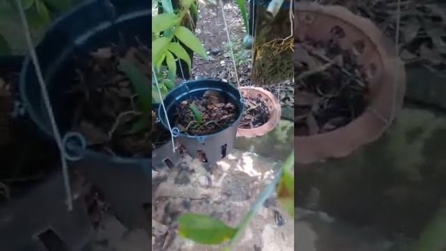 lô này của năm ngoái năm nay lớn hết rồi смотреть онлайн