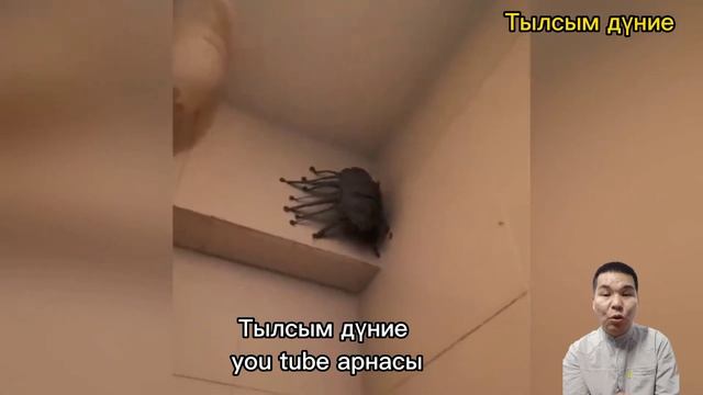 Жын-шайтан-перілер ме?-1 бөлім! #тылсымдүние #қорқыныштывидеолар#төреденбірвидео смотреть онлайн