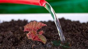 Выращивание ампельной бегонии