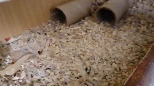 Вольер для хомяка Своими. руками смотреть онлайн