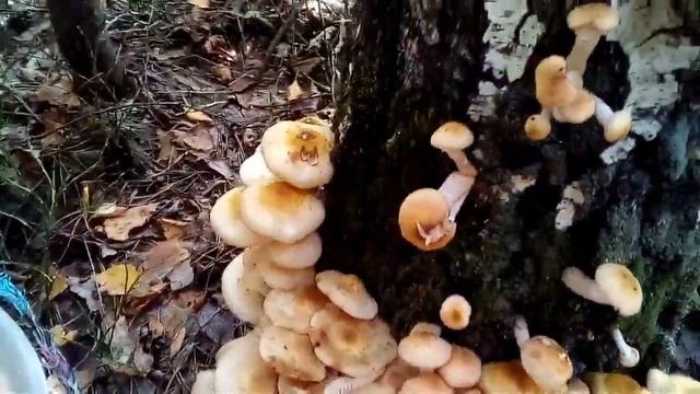 Опеньки Опята смотреть онлайн