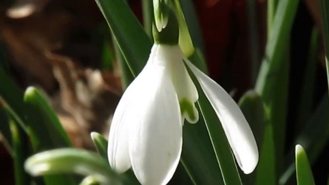 Galanthus nivalis смотреть онлайн
