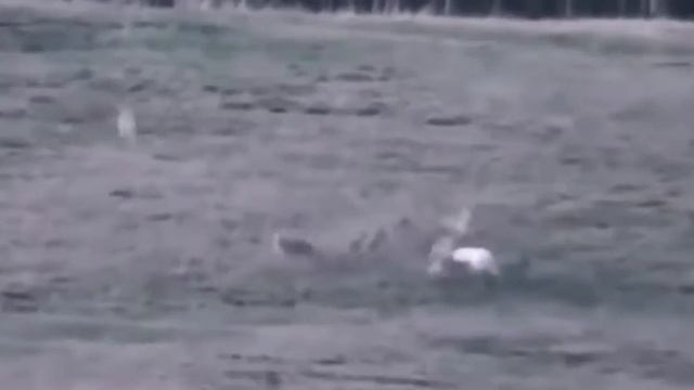Волкодавы, Кавказец и Алабай, в чём их разница и преимущества. смотреть онлайн