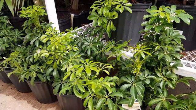 How To Take Care of the Schefflera Arboricola | Donna Joshi смотреть онлайн