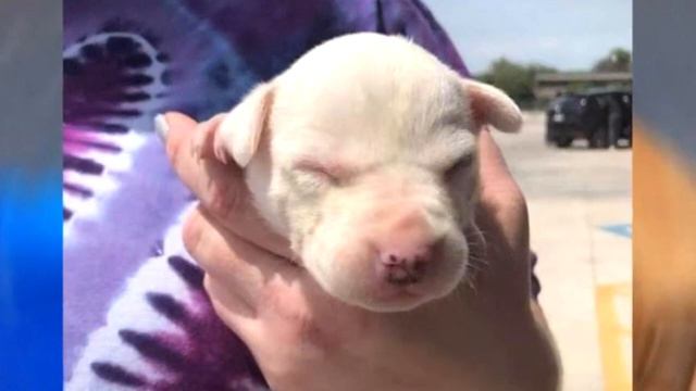 Хозяин выбросил на улицу мать вместе с ее маленькими детками на смерть! смотреть онлайн