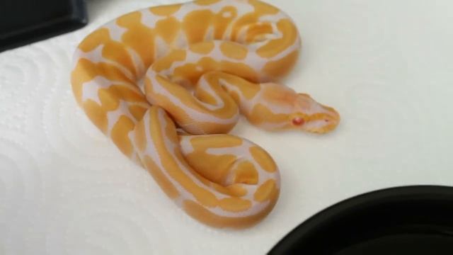 Python Regius Albinos X Het Albinos (Partie 4) "Présentation des nouveaux-nés"" смотреть онлайн