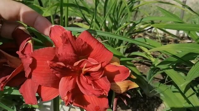 Лилейник сорта "Мозес Файр " (Moses fire)в нашем саду на даче. + видеопортрет растения. 2022 смотреть онлайн