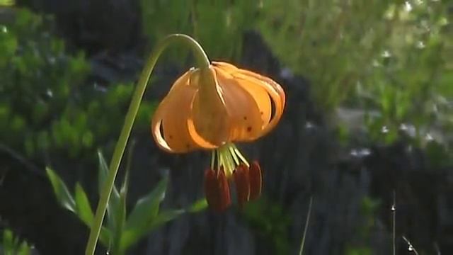 Tiger Lily (Lilium Columbianum)