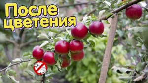 Одной обработкой махом избавитесь от червивых яблок! Чем обработать яблони груши после цветения?
