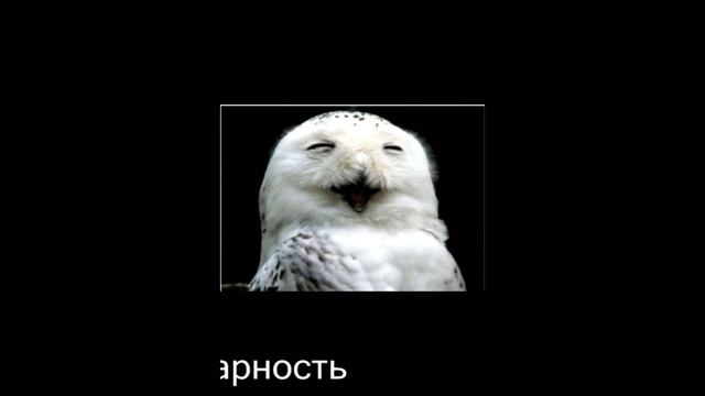 OWL. Совы. Поведение животных, эмоции смотреть онлайн