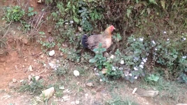 Вьетнамские свиньи во Вьетнаме и кнл. Культурный код. смотреть онлайн