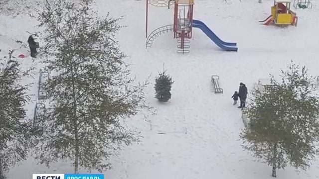 Ярославцы обсуждают фотографию берез, которые до сих пор не сбросили листву