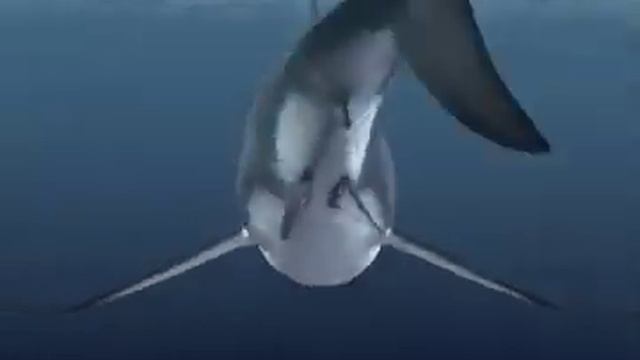 Talking Great White Shark View 2 смотреть онлайн