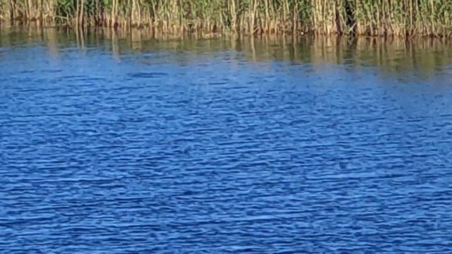 Белая Чапура и Утка Чомга лакомятся мальком на зорьке / Chapura on the morning dawn to feast on fr смотреть онлайн