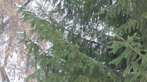 Исцеление от диабета  Для женщин  Лечебные настрои академика Сытина Г.Н.