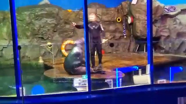 Влог: поход в океанариум. Представление с тюленями. Спорцмен Гоша. смотреть онлайн