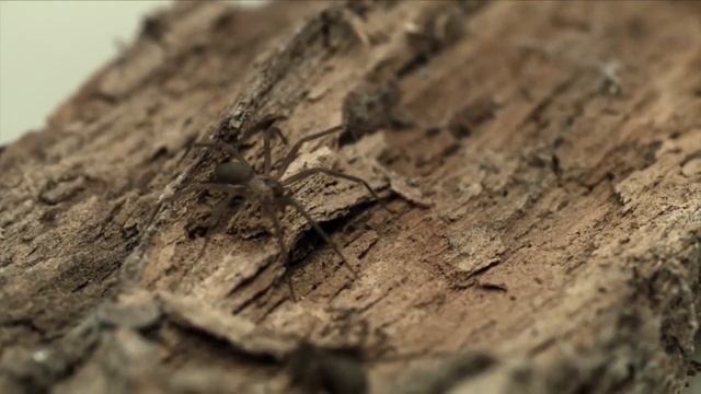 Будьте осторожны. Топ 10 самых ядовитых пауков в мире/ ТопСон смотреть онлайн