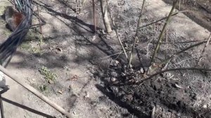 Что нужно сделать весной с ежевикой?