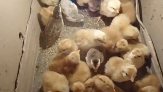 Цыплята из самодельного инкубатора , выгревание , кормление , выращивание ( видио № 1) . смотреть онлайн