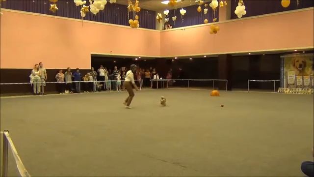 Хвостатый перепляс - 2016. Челябинск 18.06.2016 смотреть онлайн