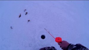 Ловля окуня на балансир в марте. Видео - отчет от 6.03.2016.