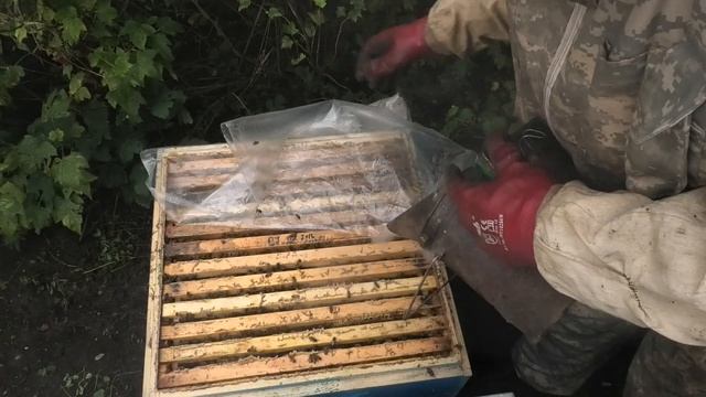 Осенние работы на пасеке, как собрать гнездо в зиму, какой процент влажности мёда под за печаткой ? смотреть онлайн