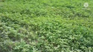 Люцерна Джея, Турецкая люцерна и Семиреченская люцерна сравнение всходов в Алматы. Казахстан.