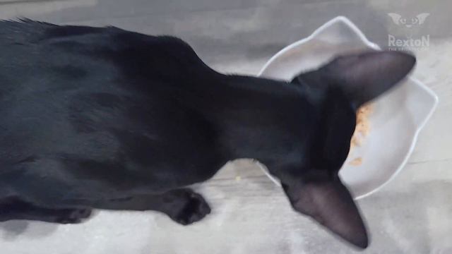 Oriental Shorthair Cat Eating Salmon смотреть онлайн