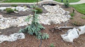 Необычные ели в моем саду. Ель колючая Блюз, Ель Сербская Пендула Брунс, Ель Голд Дрифт, Герман Нау