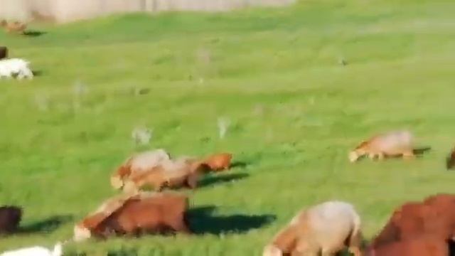 Гиссарские овцы Камчатного. 2021 год смотреть онлайн