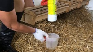 Как  убрать запах в курятнике. Насест без ароматов.