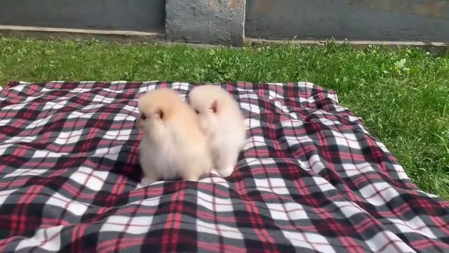 Померанский шпиц, щенки смотреть онлайн