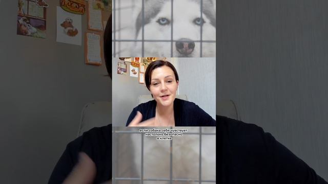 Клетка для собак смотреть онлайн