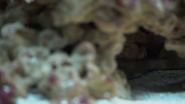 ALL My EXOTIC ANIMALS In ONE Video!! *Update* смотреть онлайн