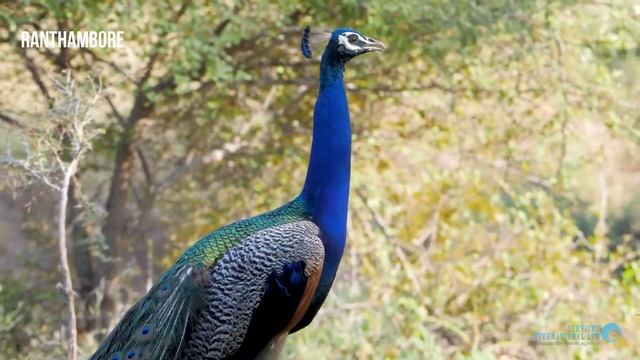 Ranthambore National Park tour смотреть онлайн