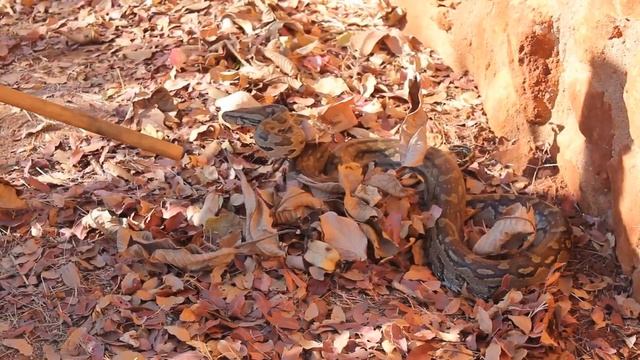How to catch a python without snake catching equipment смотреть онлайн
