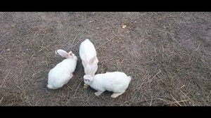 Выходные на эко ферме "Лес" и поход в лес)