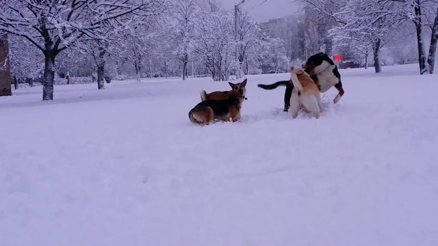 Лёля на поляне с друзьями 05.01.2015 г. смотреть онлайн
