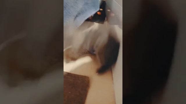 котенок шотландская вислоухая скоттиш фолд, окрас голубой серебристый пятнистый смотреть онлайн