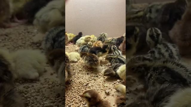 Принимал роды целый день ? смотреть онлайн