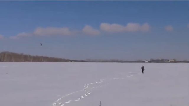 Тренировка гибрида кречет х балобан на вабиле تعليم الصقر الهجين الصقر смотреть онлайн