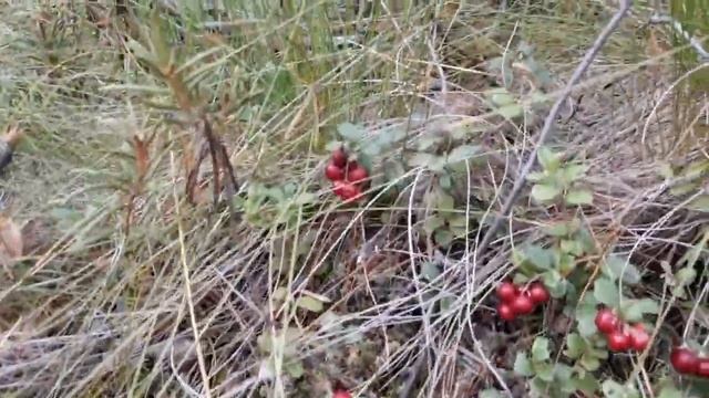 Пошли за грибами,а набрали клюквы и брусники и наелись голубики...! смотреть онлайн