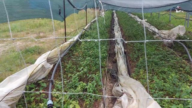 Два совета по размножению голубики одревесневшими черенками смотреть онлайн